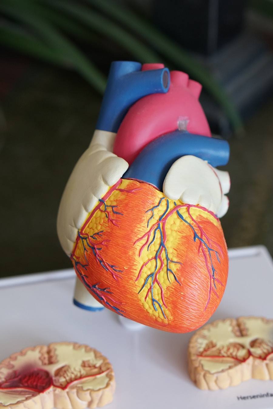 Modelo anatômico do coração humano